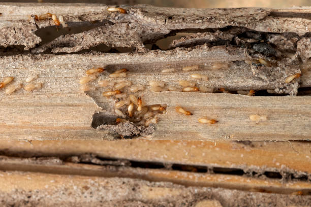 Best Local Pest Control Services  in Mineral Wells, TX