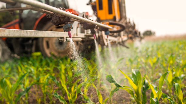 Best Ant Control Services  in Mineral Wells, TX